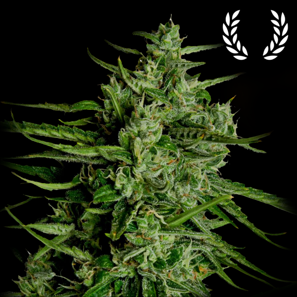 Royal Queen Seeds - Titan F1