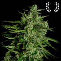 Royal Queen Seeds - Titan F1
