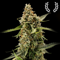 Royal Queen Seeds - Titan F1