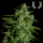 Royal Queen Seeds - Titan F1