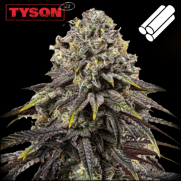 Royal Queen Seeds x Tyson  - Dynamite Diesel