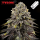Royal Queen Seeds x Tyson  - Dynamite Diesel