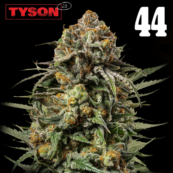 Royal Queen Seeds  x Tyson - Gelato 44