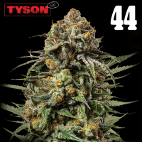 Royal Queen Seeds  x Tyson - Gelato 44