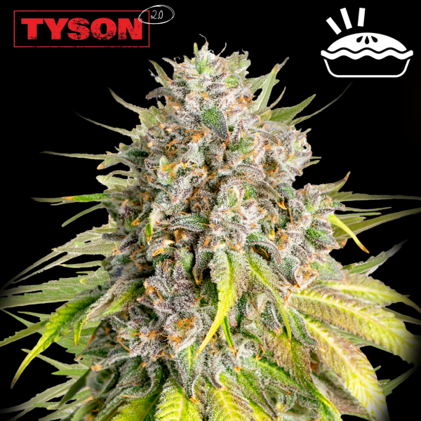 Royal Queen Seeds x Tyson - Punch Pie
