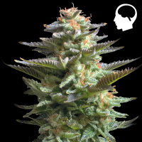 Royal Queen Seeds - Amnesia Haze
