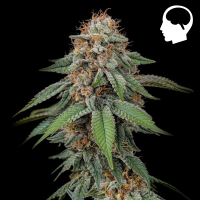 Royal Queen Seeds - Amnesia Haze