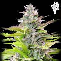 Royal Queen Seeds - Cookies Gelato