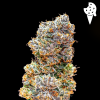 Royal Queen Seeds - Cookies Gelato