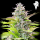 Royal Queen Seeds - Cookies Gelato