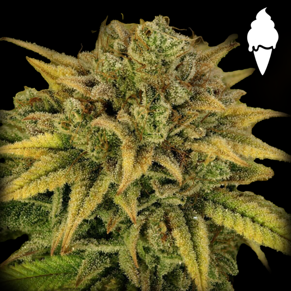 Royal Queen Seeds - Green Gelato