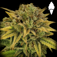 Royal Queen Seeds - Green Gelato