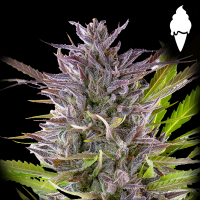 Royal Queen Seeds - Green Gelato