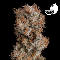 Royal Queen Seeds - Lemon Shining Silver Haze