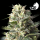 Royal Queen Seeds - Lemon Shining Silver Haze