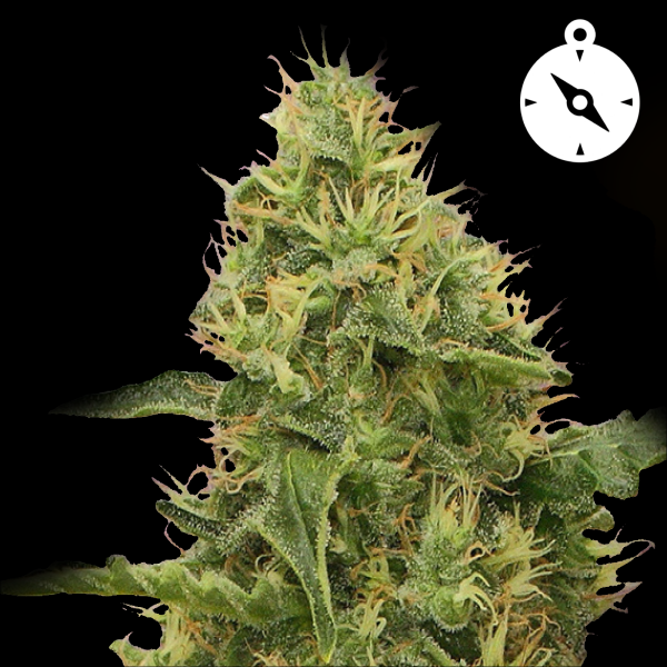 Royal Queen Seeds - Northern Lights