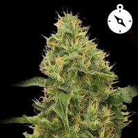 Royal Queen Seeds - Northern Lights