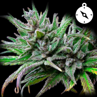 Royal Queen Seeds - Northern Lights