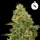Royal Queen Seeds - Northern Lights