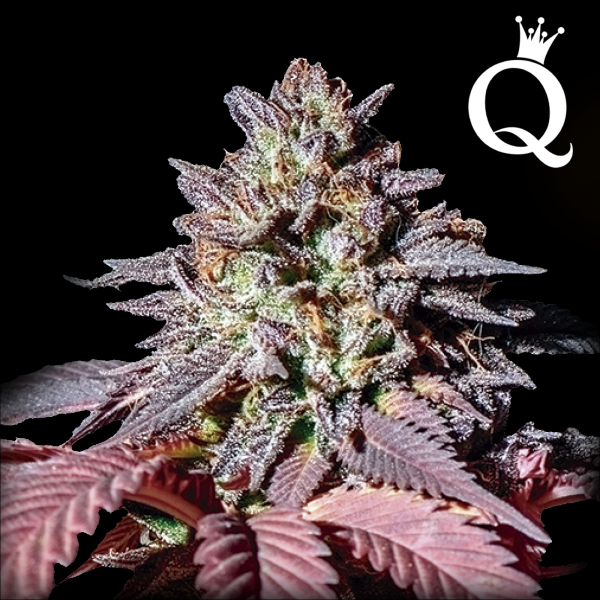 Royal Queen Seeds - Purple Queen