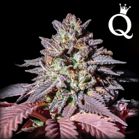Royal Queen Seeds - Purple Queen