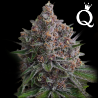 Royal Queen Seeds - Purple Queen