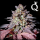 Royal Queen Seeds - Purple Queen