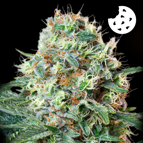 Royal Queen Seeds - Royal Cookies