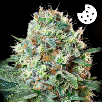 Royal Queen Seeds - Royal Cookies