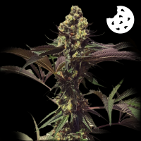 Royal Queen Seeds - Royal Cookies