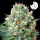 Royal Queen Seeds - Royal Cookies