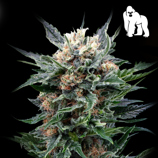 Royal Queen Seeds - Royal Gorilla