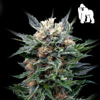 Royal Queen Seeds - Royal Gorilla