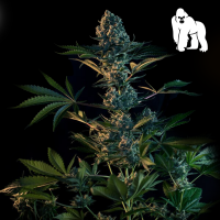 Royal Queen Seeds - Royal Gorilla