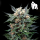 Royal Queen Seeds - Royal Gorilla