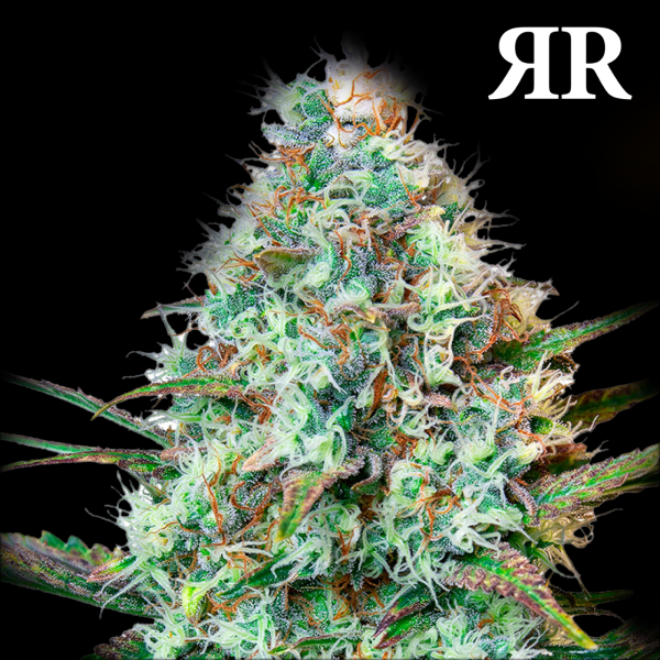 Royal Queen Seeds - Royal Runtz