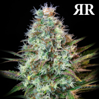 Royal Queen Seeds - Royal Runtz