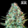 Royal Queen Seeds - Royal Runtz