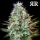 Royal Queen Seeds - Royal Runtz