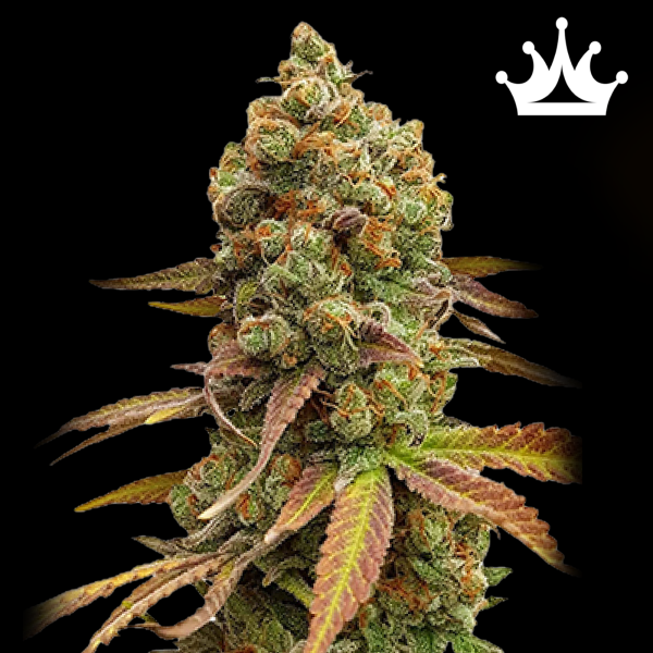 Royal Queen Seeds - Special Queen #1
