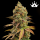 Royal Queen Seeds - Special Queen #1