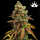 Royal Queen Seeds - Special Queen #1
