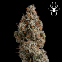 Royal Queen Seeds - White Widow
