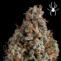 Royal Queen Seeds - White Widow