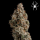 Royal Queen Seeds - White Widow