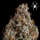 Royal Queen Seeds - White Widow