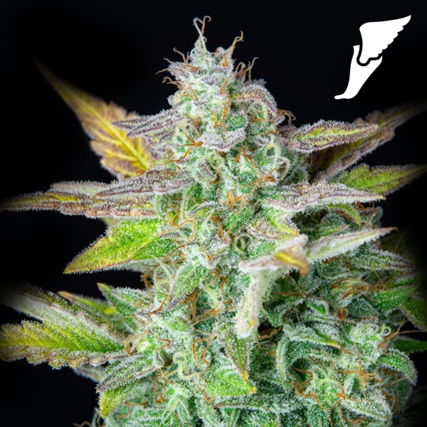 Royal Queen Seeds - Quick One