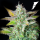Royal Queen Seeds - Quick One