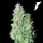 Royal Queen Seeds - Quick One