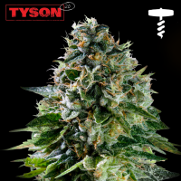 Royal Queen Seeds x Tyson - Corkscrew Auto